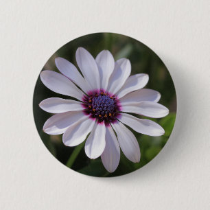 Bóton Redondo 5.08cm Margarida Africana Osteospermum