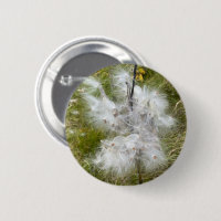 Milkweed | Borboleta |