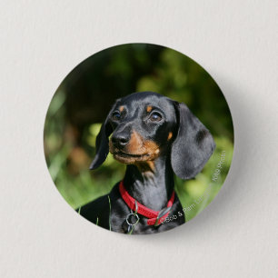 Bóton Redondo 5.08cm Miniatura lisa Dachshund 3
