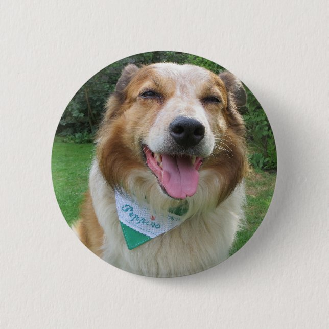 Bóton Redondo 5.08cm mistura de collie de borda (Frente)