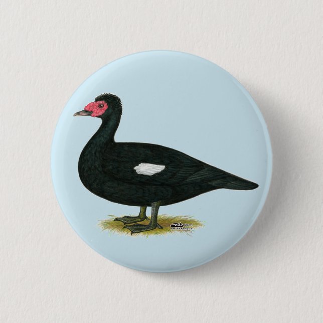 Bóton Redondo 5.08cm Muscovy Black Drake (Frente)