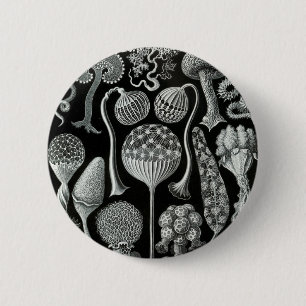 Bóton Redondo 5.08cm Mycetozoa de Ernst Haeckel