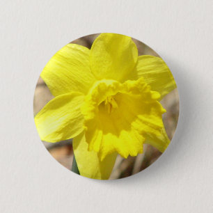 Bóton Redondo 5.08cm O Daffodil amarelo floresce em volta do botão