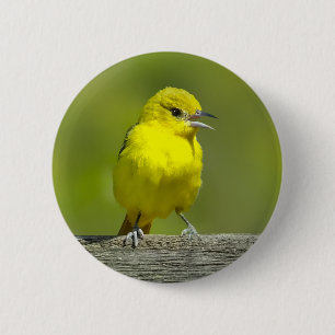 Bóton Redondo 5.08cm Orchard Oriole - Fotografia Original