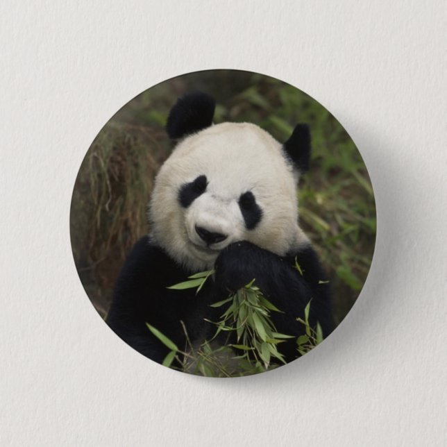 Bóton Redondo 5.08cm Panda gigante bonito (Frente)