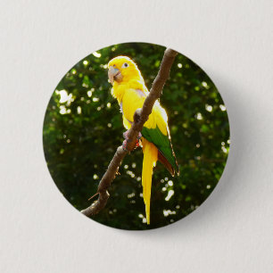 Bóton Redondo 5.08cm Papagaio Amarelo
