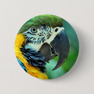 Bóton Redondo 5.08cm Papagaio-de-arara colorido