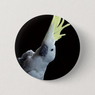Bóton Redondo 5.08cm Papagaio de Cockatoo