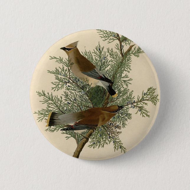 Bóton Redondo 5.08cm Pássaro-cera-de-Audubon (Frente)