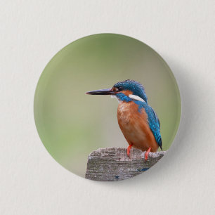 Bóton Redondo 5.08cm Pássaro Kingfisher.