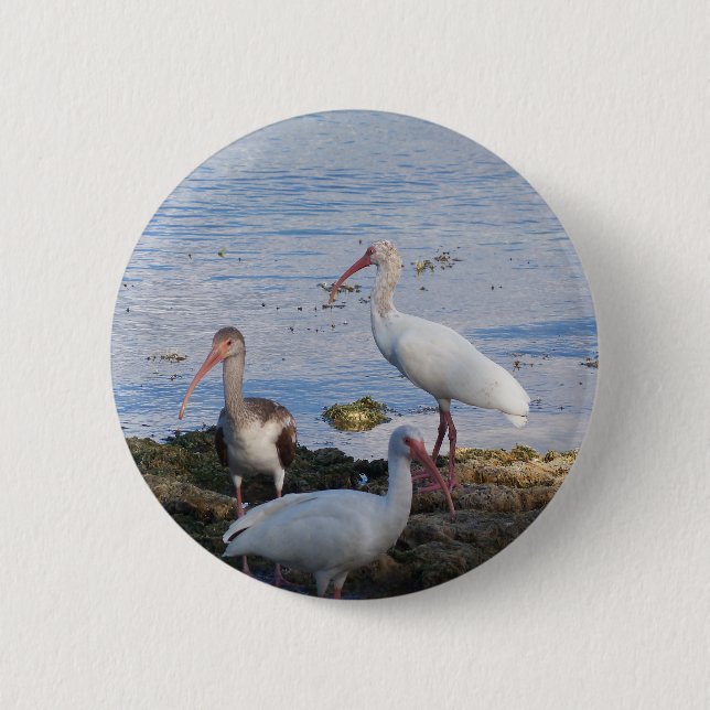 Bóton Redondo 5.08cm Pássaros Ibis na margem da baía da Flórida (Frente)