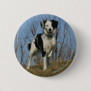 Bóton Redondo 5.08cm Pé de border collie levantado