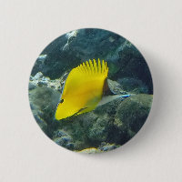 Peixe-Borboleta Longo