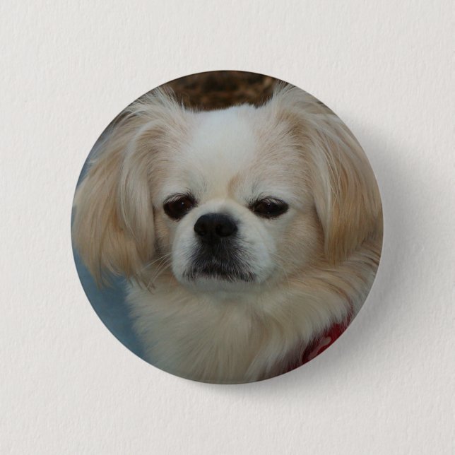 Bóton Redondo 5.08cm Pekingese bonito (Frente)