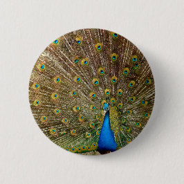Bóton Redondo 5.08cm Penas da Cauda Peacock