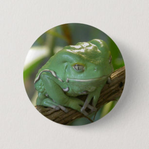 Bóton Redondo 5.08cm Phyllomedusa sauvagii