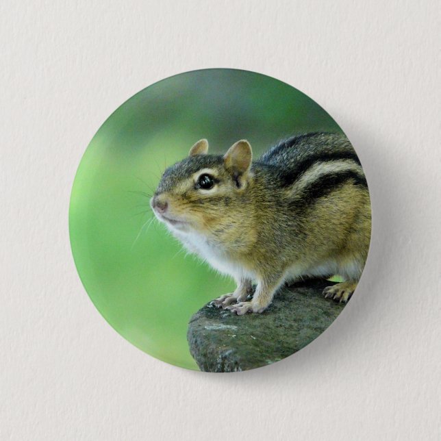Bóton Redondo 5.08cm Pin curioso do Chipmunk (Frente)