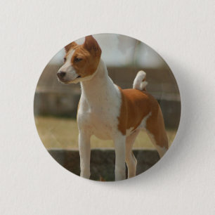Bóton Redondo 5.08cm Pin de Basenji