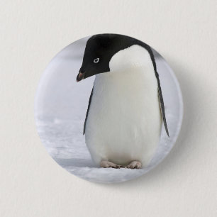 Bóton Redondo 5.08cm Pin só do pinguim