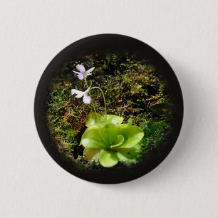 Bóton Redondo 5.08cm Pinguicula reticulata