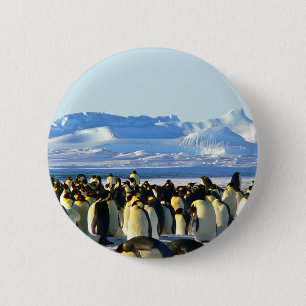 Bóton Redondo 5.08cm Pinguins imperadores