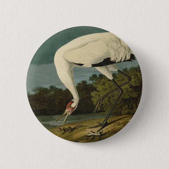 Bóton Redondo 5.08cm Pintura de pássaros Audubon Crane Whoping (Frente)