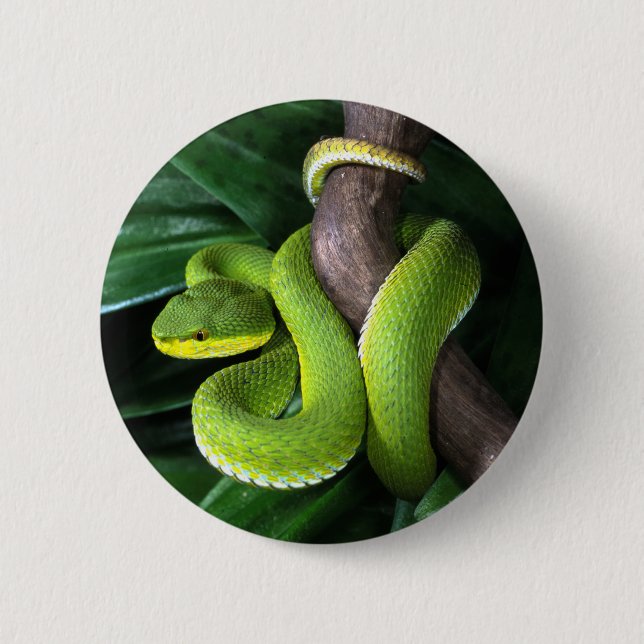 Bóton Redondo 5.08cm pitviper de bambu Vermelho-atado (Frente)