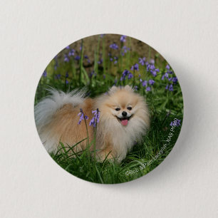 Bóton Redondo 5.08cm Pomeranian que está de vista a câmera
