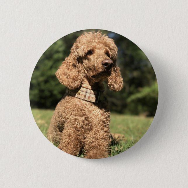 Bóton Redondo 5.08cm Poodle Apricot Personalizável (Frente)