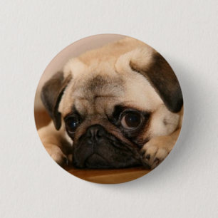 Bóton Redondo 5.08cm Pug "inocente"