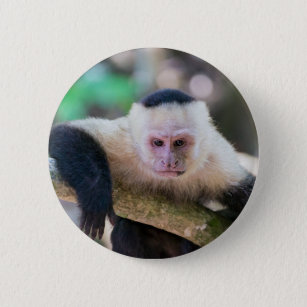 Bóton Redondo 5.08cm Pura vida for White-faced capuchin monkey