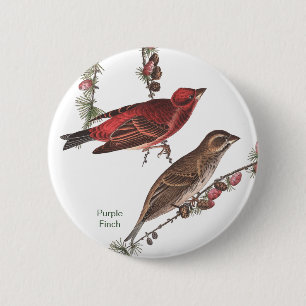 Bóton Redondo 5.08cm Purple Finch, John James Audubon, Birdwatcher Bird