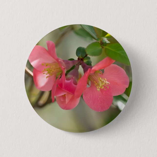 Bóton Redondo 5.08cm Quince Florescendo Rosa (Frente)