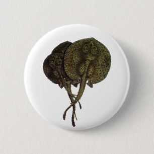 Bóton Redondo 5.08cm Raios-Cama Vintage Rays Stingrays, Animais da Vida