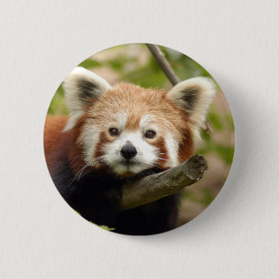 Bóton Redondo 5.08cm red-panda-007