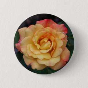 Bóton Redondo 5.08cm Rosa de Paz Belo Rosa e Amarelo Floral