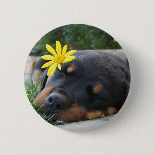 Bóton Redondo 5.08cm Rottweiler