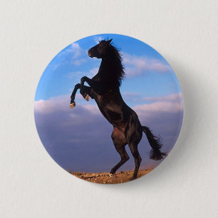Bóton Redondo 5.08cm Stallion Negro