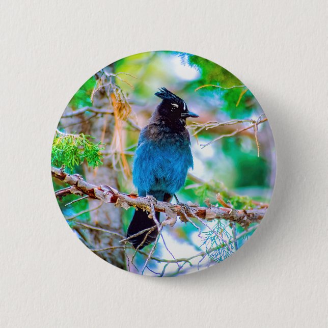 Bóton Redondo 5.08cm Steller's Jay - Fotografia original (Frente)