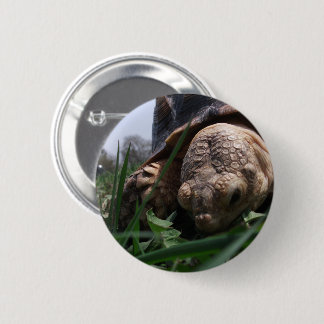 Bóton Redondo 5.08cm Sulcata Tortoise, trituração em grama