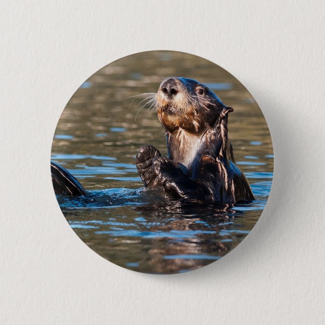 Bóton Redondo 5.08cm Sunny Sea Otter (Frente)