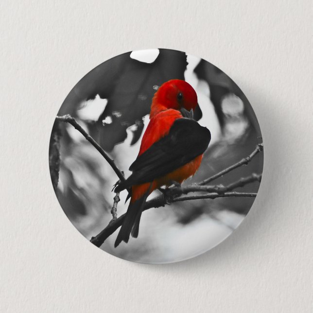 Bóton Redondo 5.08cm Tanager Escarlate Macho (Frente)