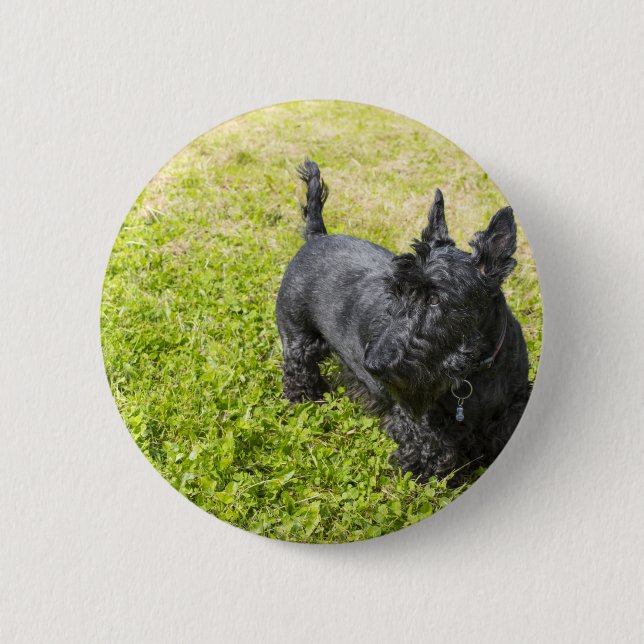 Bóton Redondo 5.08cm Terrier escocês (Frente)