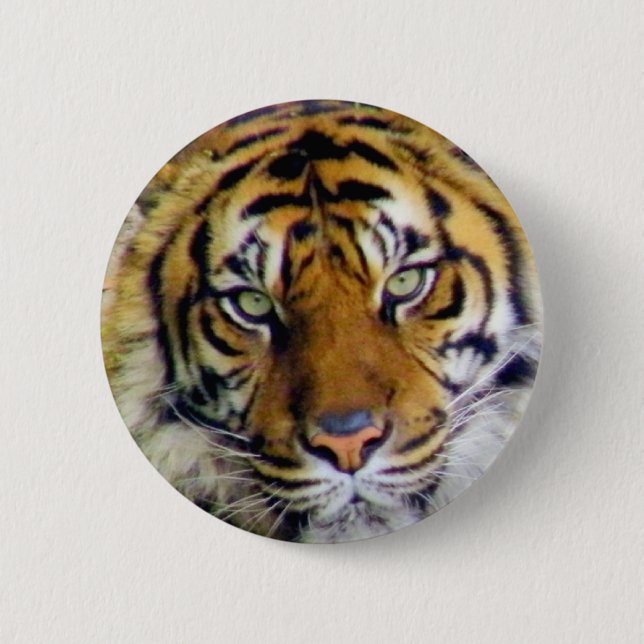 Bóton Redondo 5.08cm Tiger_ (Frente)