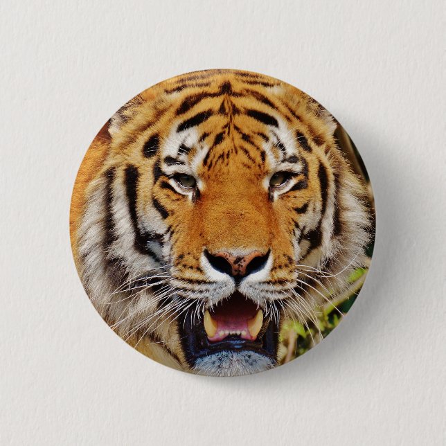 Bóton Redondo 5.08cm Tigre (Frente)