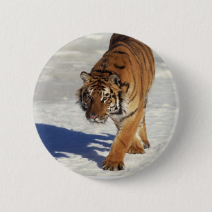 Bóton Redondo 5.08cm Tigre Prowling