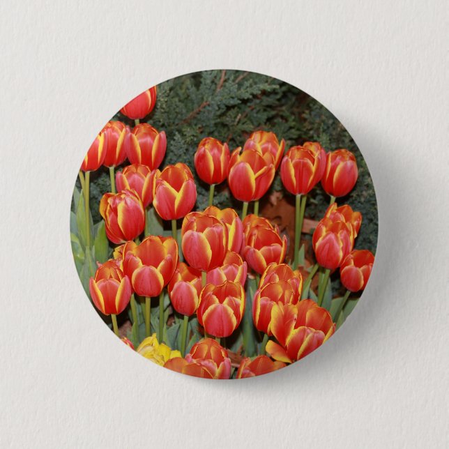 Bóton Redondo 5.08cm Tulipas Bloomin! (Frente)