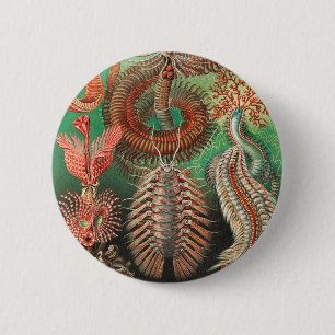 Bóton Redondo 5.08cm Vermes, Anelídeos Chaetopoda por Ernst Haeckel