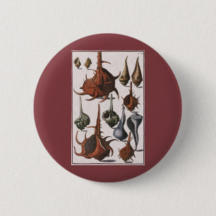 Bóton Redondo 5.08cm Vintage Seashells, conchas oceânicas Marinhas