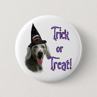 Weimaraner Trick